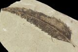 Leaf and Beetle Fossil- Green River Formation, Utah #101643-1